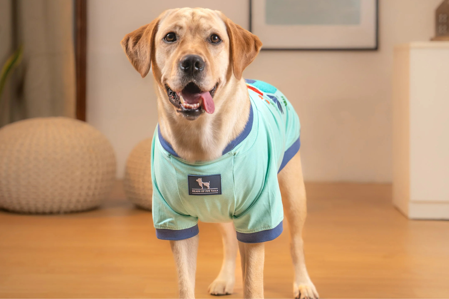 Cute Pet Clothing Ideas For Every Season