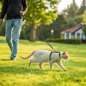 Making Daily Walks Safer With Reliable PET Leashes